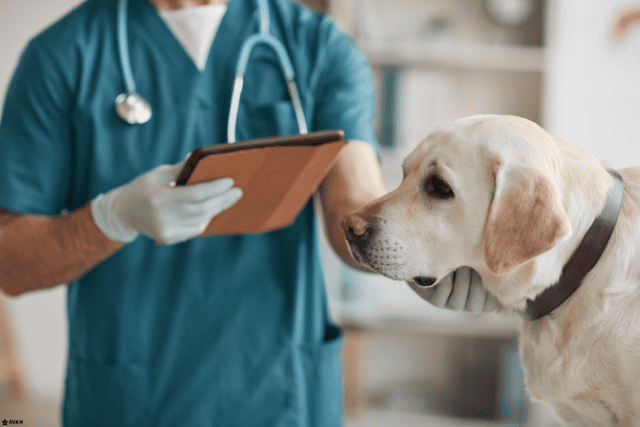 Mobile veterinary services
